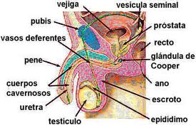 sintomas de prostata obstruida